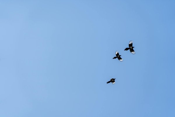 Les 10 Activités Incontournables pour Atteindre une Santé Physique de Fer