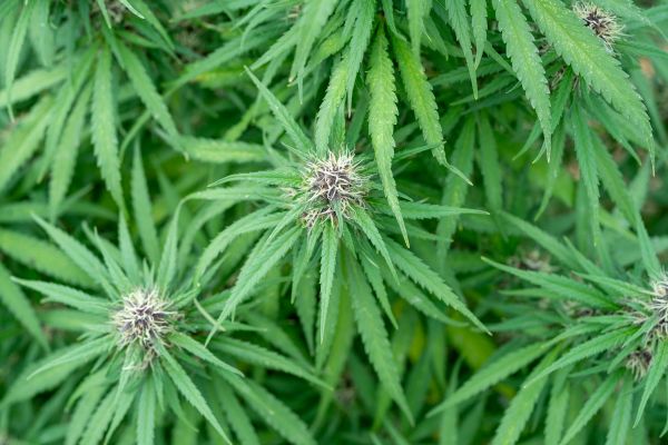 Top 5 variétés de fleurs de CBD incontournables pour 2026